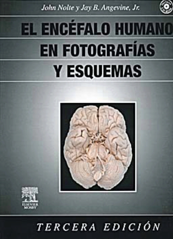 El encefalo humano en fotografias y esquemas gratis El encefalo humano en fotografias y esquemas gratis